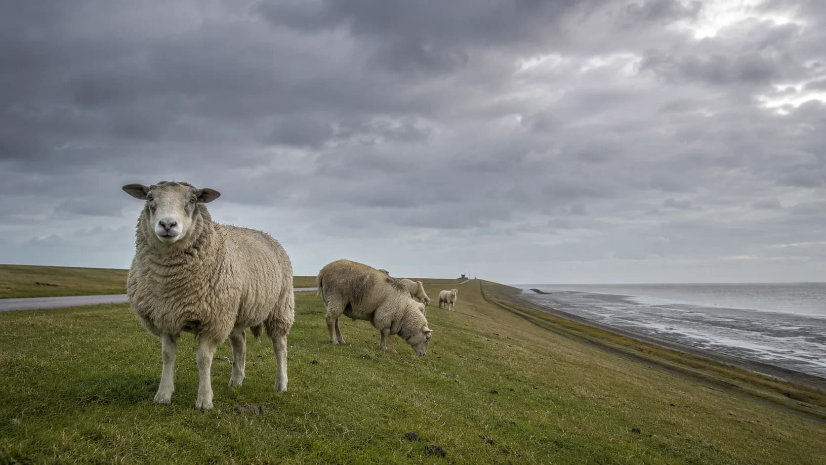 Wenn das Schaf geht, kommt das Wasser: Warum Ostfrieslands Deiche plötzlich wieder im Mittelpunkt stehen