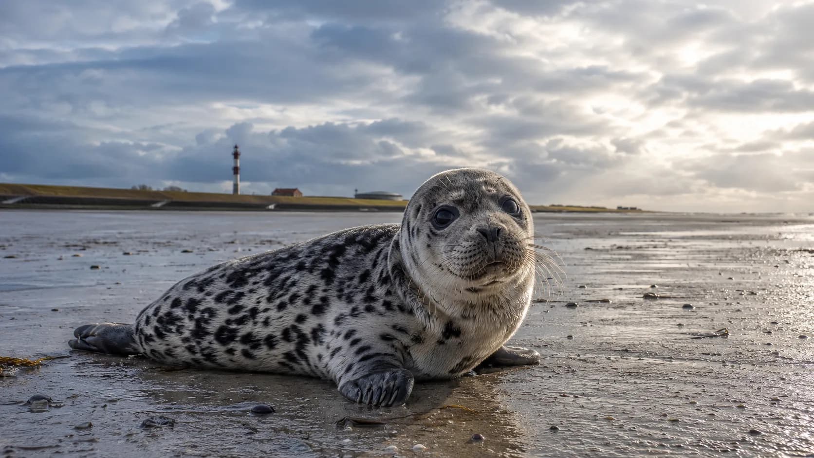 Die Heuler von Norddeich: Warum die Seehundstation viel mehr ist als ein Ausflugsziel